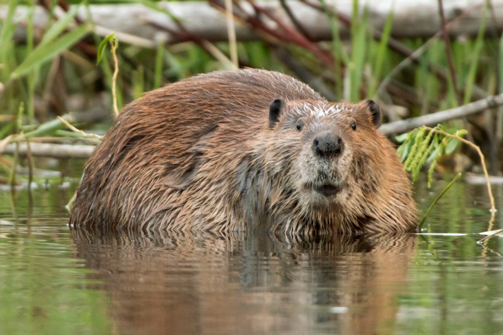 Looking up after eating a branch of a willow tree, a large beaver, after sunset, soaks near the shoreline of the Bear Creek which feeds into the South Platte River just outside Denver, Colorado.