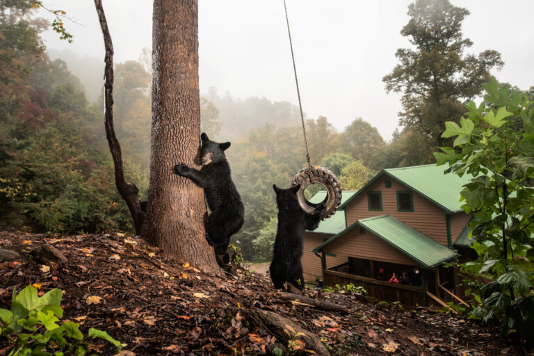 © COREY ARNOLD, UNITED STATES, WINNER, PROFESSIONAL COMPETITION, WILDLIFE & NATURE, SONY WORLD PHOTOGRAPHY AWARDS 2023