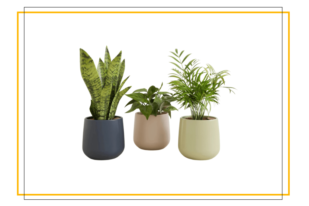 Courtesy of Easyplant