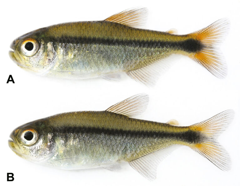 Noble tetra (Paraguay River basin, Brazil) © W. Ohara