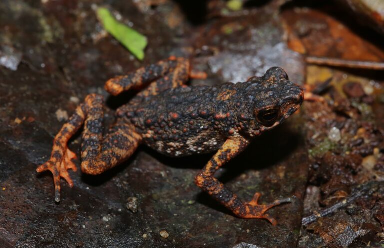 © Parinya Pawangkhanant