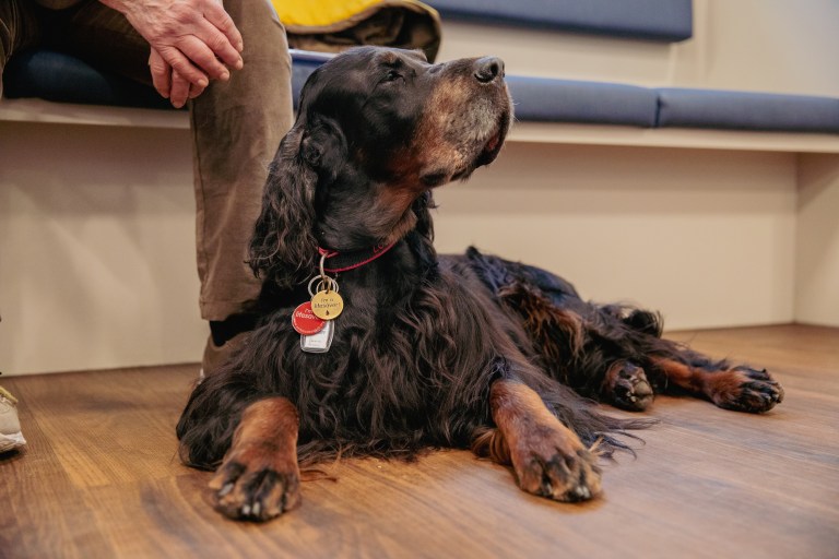 Eleanor Riley / The Kennel Club