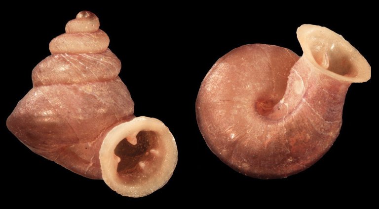 Gojšina et al / SWNS