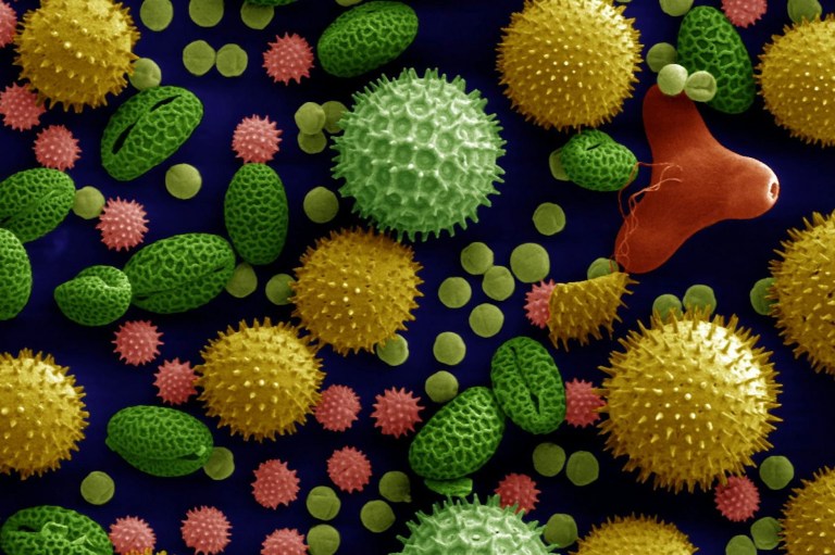 Dartmouth Electron Microscope Facility